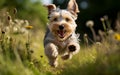 Terrier Dog Sprinting Through Grass. Generative AI Royalty Free Stock Photo