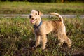 Terrier Dog walking on the field Royalty Free Stock Photo