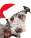 Terrier Dog Wearing Santa Hat In Snow Royalty Free Stock Photo