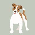 Terrier Jack Russell puppy,vector illustration,flat style,