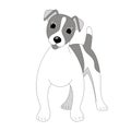 Terrier Jack Russell puppy,vector illustration, lining draw ,