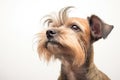 terrier mix with sporadic ear and nose twitches Royalty Free Stock Photo