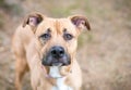 A Terrier mixed breed dog with a wrinkled forehead