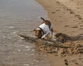 Terrier retrieving.