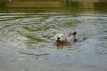 Terrier retrieving a stick from the water Royalty Free Stock Photo