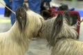 Two shaggy dogs buried their faces in each other