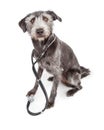 Terrier Veterinary Dog Wearing Stethoscope Royalty Free Stock Photo