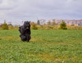 Terrier Zordan Black runs across field meadow