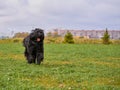 Terrier Zordan Black runs across field meadow