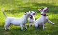 Terriers Royalty Free Stock Photo
