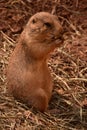 Terrific Close Up of a Black Tailed Prairie Dog