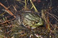 Terrific Close Up of a Large Frog in a Bog