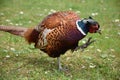 Terrific Close Up Look at a Male Pheasant