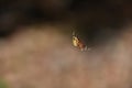Terrific Close Up of a Marbled Orbweaver Spider Royalty Free Stock Photo