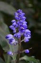 Terrific Close Up of a Purple Lupine Flower