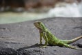 Terrific Close Up Side Profile of a Green Iguana