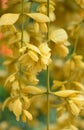 Terrific Close Up of a Yellow Flowering Vine