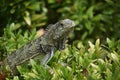 Green Iguana Perched in a Flowering Bush Royalty Free Stock Photo