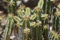 Terrific Sharp Pointy Cactus Spines Up Close