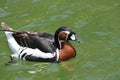 Gorgeous Swimming Male Baikal Teal in a Lake