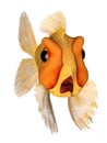 Terrified goldfish