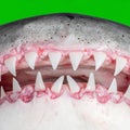 Sharks Open Jaws with Rows of Teeth on Green Screen Royalty Free Stock Photo