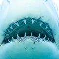 Terrifying View Inside a Sharks Open Jaws Royalty Free Stock Photo