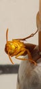 Terrifying yellow flying insect beetle