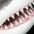 Inside the Powerful Jaws of a Shark Royalty Free Stock Photo