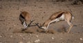 Territorial conflict, two Springbuck rams take on one another Royalty Free Stock Photo