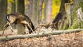 Territorial fallow deer stags fighting in forest in autumn.