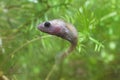 Territorial Ninespine Stickleback on Display