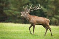 Territorial red deer stag roaring in rutting season on meadow.