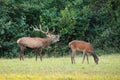 Territorial red deer stag calling and displaying during mating season