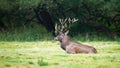 Territorial red deer stag lying down and resting in tranquil nature.