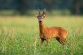 Territorial roe deer buck looking into camera on green field in summer nature