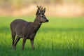 Territorial roe deer standing in green grass and looking aside in spring nature