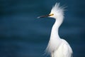 Territorial Snowy Egret