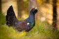 Territorial western capercaillie male courting ground in spring at sunrise.