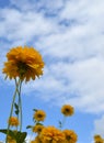 Flower, sunflower, sky, nature, field, summer, yellow, blue, green, plant, sunflowers, spring, agriculture, dandelion, flowers, me Royalty Free Stock Photo