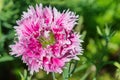 Terry Chinese carnation blooms in the garden