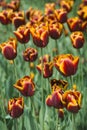 Terry dack red with yellow tulip, other tulips in the background in blur Royalty Free Stock Photo