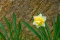 Terry flower Narcissus on background of stone