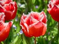 Terry fringed red tulip Royalty Free Stock Photo