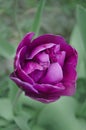 Violet double colorful beautiful tulip. Purple tulip like peony Royalty Free Stock Photo