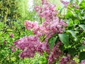 Terry lilac flowers close up