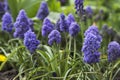 Terry muscari Fantasy Creation - blue muscari, grape hyacinths. Beautiful spring flowers blooms in the flowerbed, blurred