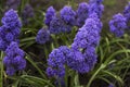 Terry muscari Fantasy Creation - blue muscari, grape hyacinths. Beautiful spring flowers blooms in the flowerbed, blurred