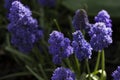 Terry muscari Fantasy Creation - blue muscari, grape hyacinths. Beautiful spring flowers blooms in the flowerbed, blurred