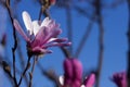 Terry pink magnolia on a background of blue sky blooms in clear weather in spring. Gentle multilobal magnolia in Vinnitsa